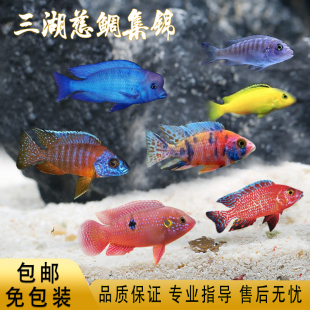 三湖慈鲷活体热带观赏鱼小型淡水南美鱼闯缸马雕非洲王子好养耐活