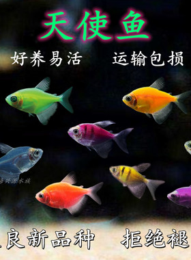 天使鱼七彩青苹果柠檬老虎小型