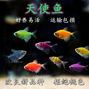 天使鱼七彩鱼青苹果柠檬绿老虎新手鱼孔雀斑马灯科小型热带观赏鱼