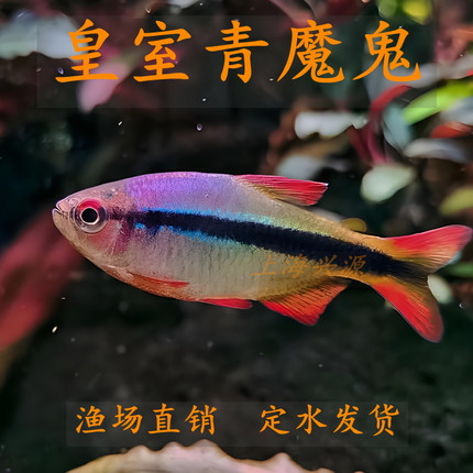 皇室青魔鬼高端稀有灯科鱼好养小型热带草缸群游鱼淡水活体观赏鱼