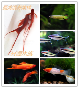 玛丽鱼丽丽鱼曼龙混养一眉红剑鱼黑尾月光皮球鱼黄金鳉接吻鱼