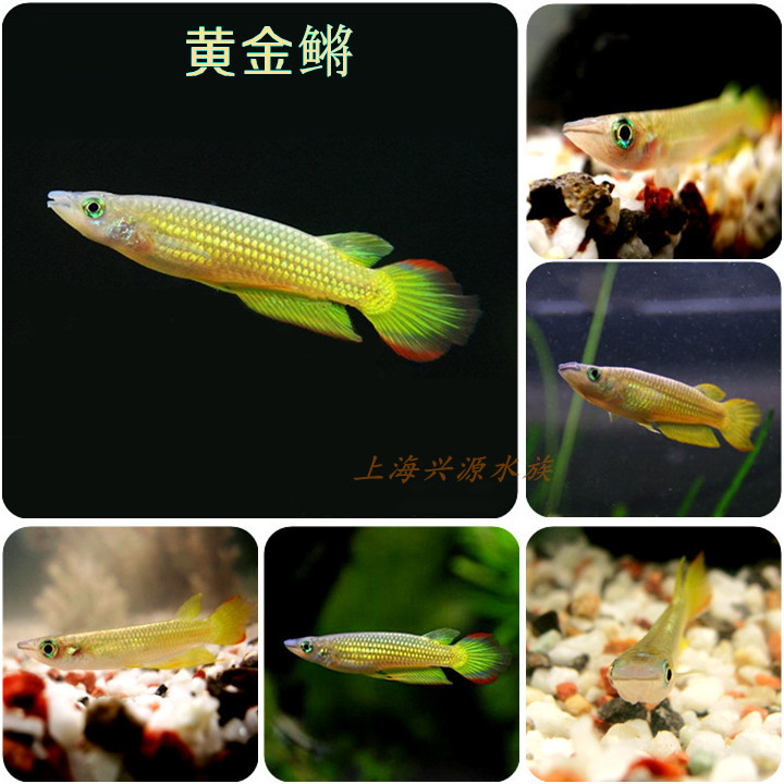 黄金鳉鱼 印度黄金小金龙鱼 霸气黄金鳉热带鱼观赏鱼活体小型龙鱼