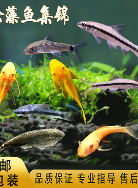 除藻工具鱼黄金大胡子黑线小猴飞狐蓝眼大帆虎纹小精灵琵琶鱼活体