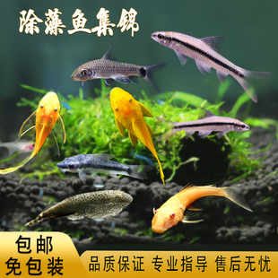 除藻工具鱼黄金大胡子黑线小猴飞狐蓝眼大帆虎纹小精灵琵琶鱼活体