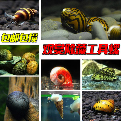 观赏螺斑马洋葱彩蛋黑金刚淡水