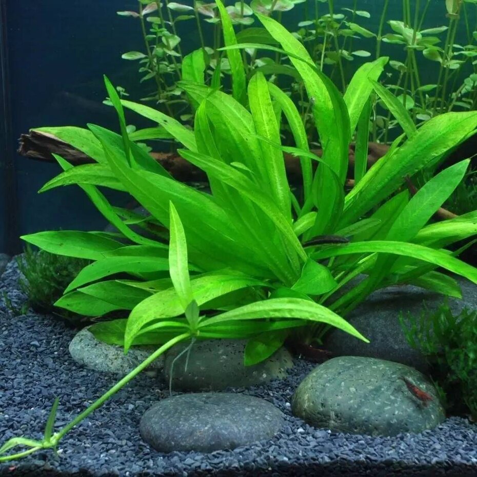 乌拉圭皇冠草 水中叶 中后景造景水草 长叶九冠草 新手推荐