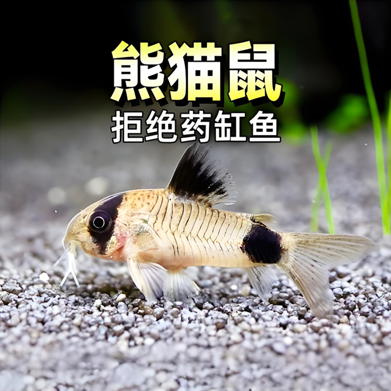 可爱熊猫鼠除藻除垃圾