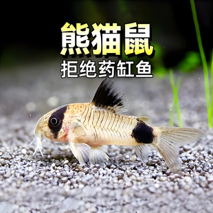 熊猫鼠鱼工具鱼清洁异型鱼清道夫热带鱼清缸底除藻底栖鱼除藻活体
