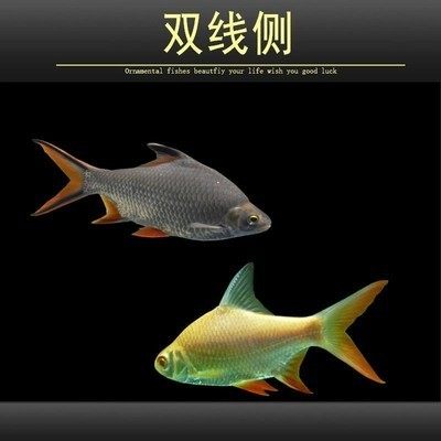 双线侧鱼银凤鱼金凤鱼活体观赏鱼包邮泰国鲫红鳍鲫鱼金银元宝鱼