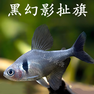 黑幻影扯旗鱼黑大勾玫瑰扯旗新手鱼热带观赏鱼灯科鱼红衣梦幻玻璃