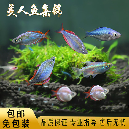 电光刚果蓝美人活体热带观赏鱼