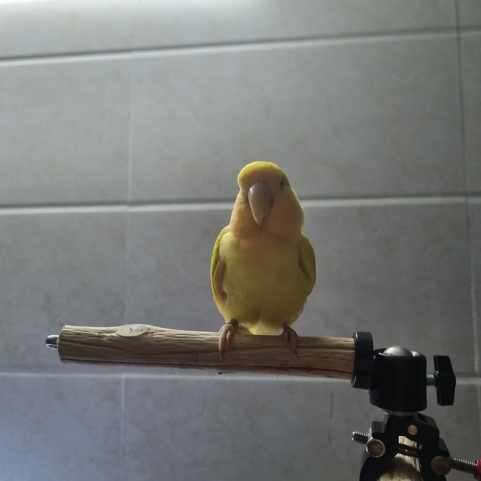 鹦鹉站架万向旋转鹦鹉站杆夹子