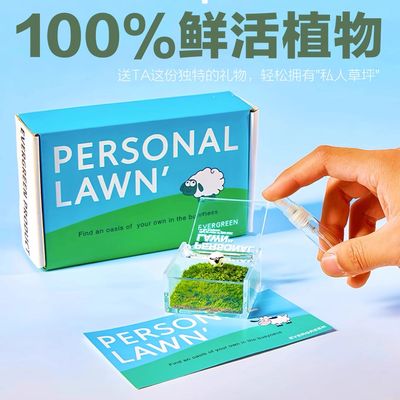 苔藓微景观办公室桌面小植物私人草坪盆栽创意造景绿植生日礼物