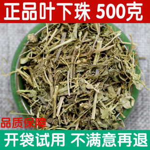 中药材正品叶下珠 珍珠草 叶下珠茶新鲜干货鱼鳞草500g包邮