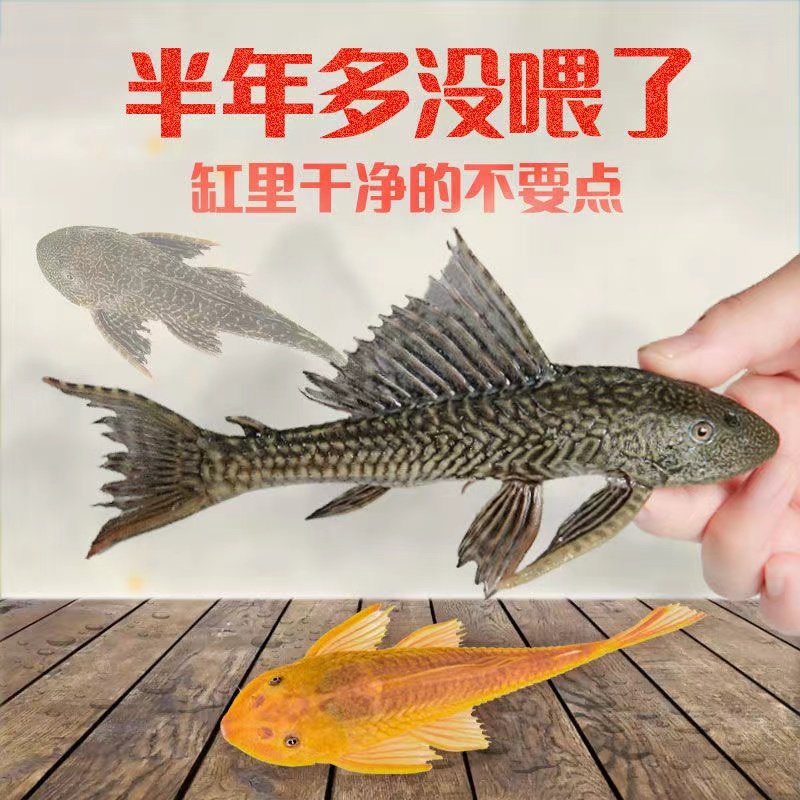 女王大帆鱼冷水清道夫鱼缸清洁工除藻吃鱼屎豹纹垃圾鱼琵琶鱼耐活