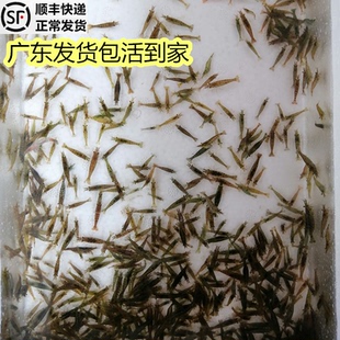 观赏虾淡水 好养黑壳虾活体工具虾除藻黑虾黑壳虾草缸活虾小观赏
