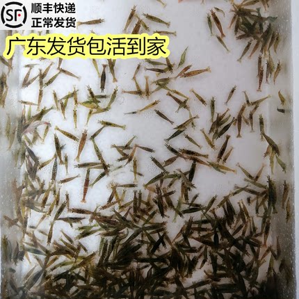 观赏虾淡水 好养黑壳虾活体工具虾除藻黑虾黑壳虾草缸活虾小观赏