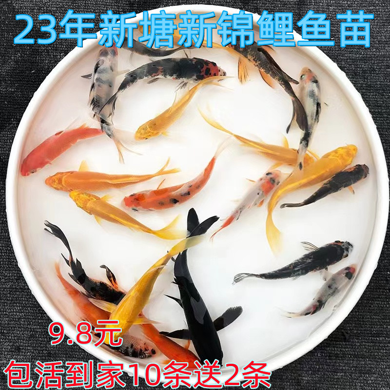 锦鲤活鱼观赏鱼淡水鱼好养活冷水淡水观赏鱼锦鲤鱼苗纯种红白锦鲤