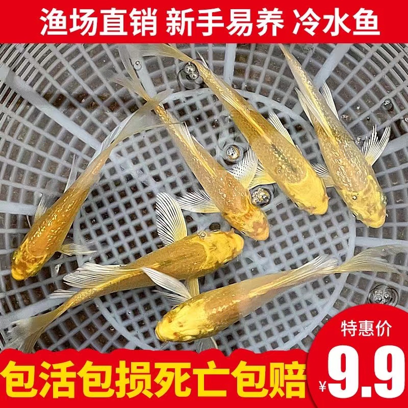 黄金锦鲤活鱼观赏鱼招财风水黑白锦鲤鱼苗纯种淡水鱼好养活冷水鱼