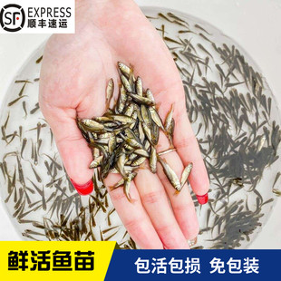 鱼活体鱼苗饲料鱼麦穗鱼淡水养殖小鱼苗活体喂鳄龟乌龟龙鱼饲料鱼