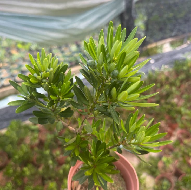 罗汉松室内小颗绿植盆栽绿植客厅造型盆景