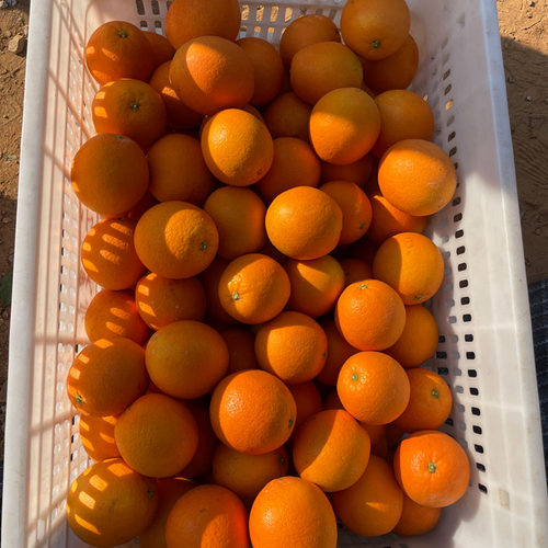 赣南脐橙带箱20斤江西寻乌现摘