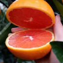 农产品包箱5斤新鲜水果 江西寻乌赣南血橙手剥橙红肉橙当季 包邮