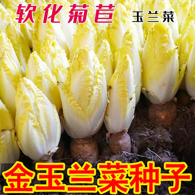 农点赞无可生吃蔬菜四季播种