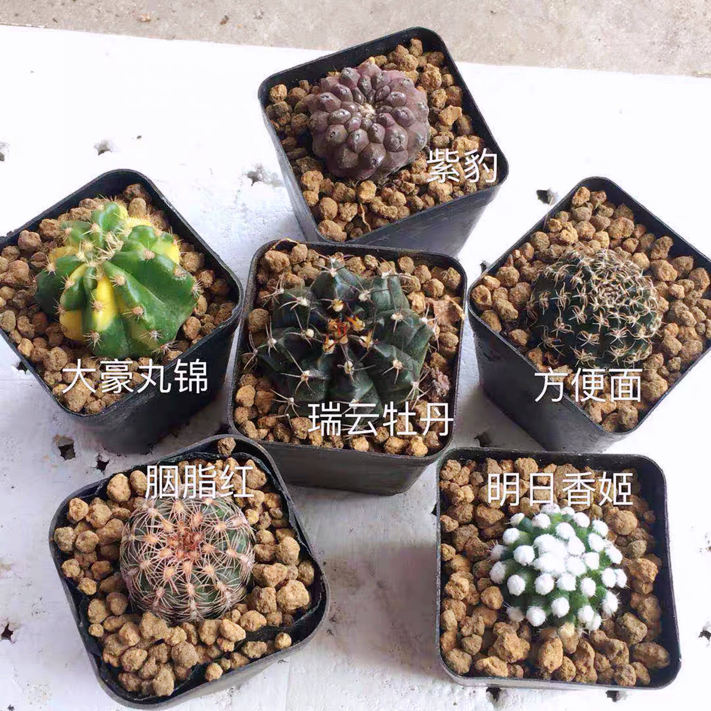 实生仙人球套餐包邮开花刺球办公桌面净化空气防辐射盆栽室内绿植