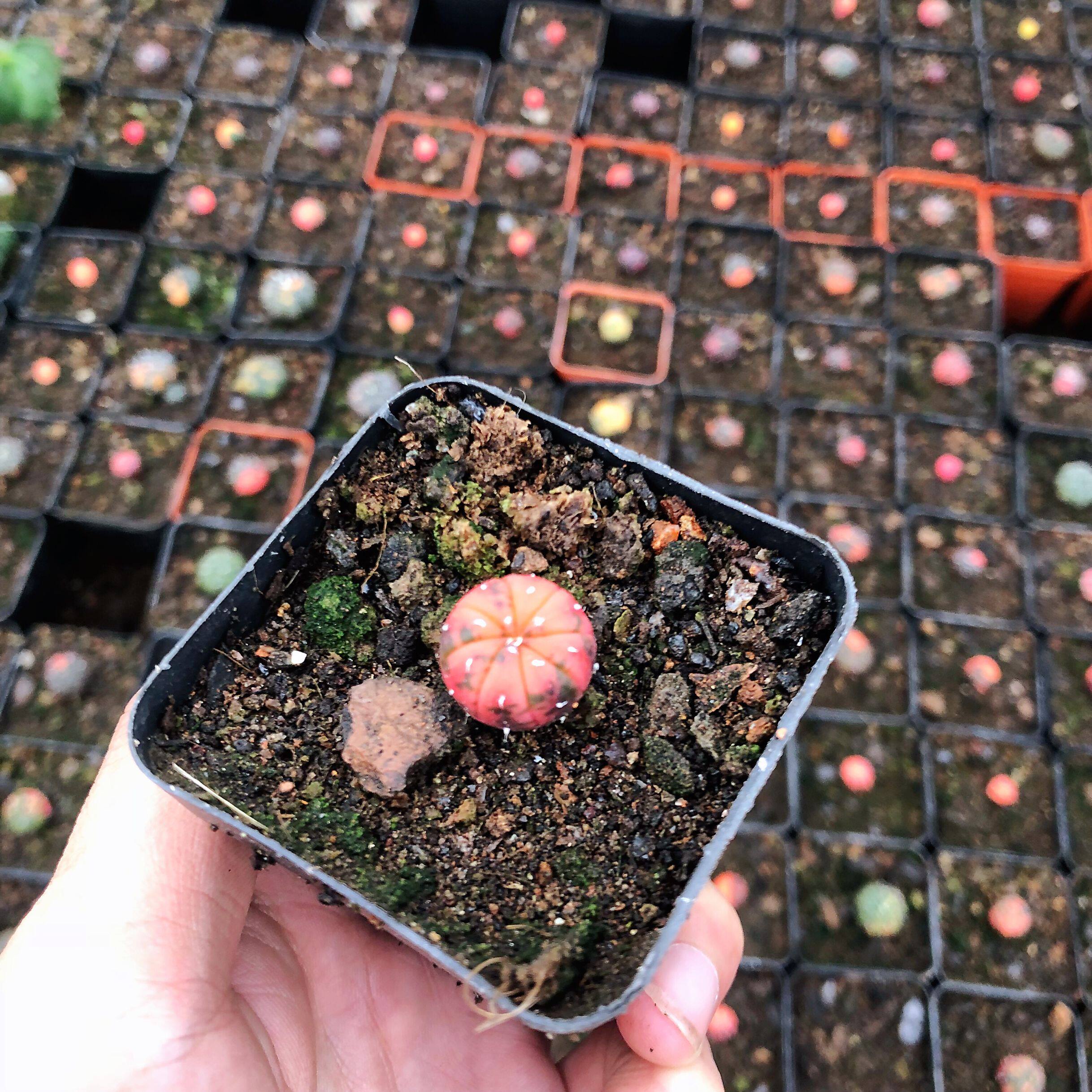 仙人球盆栽办公桌防辐射多肉植物
