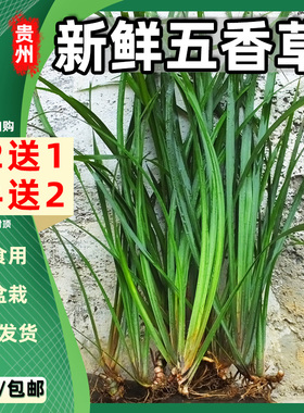贵州新鲜带根半斤包邮沙姜三奈山赖香料植物大料苗五香草食用盆栽