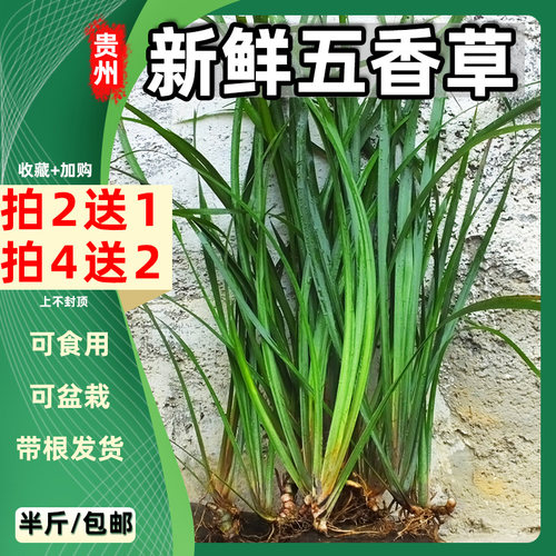 贵州新鲜包邮沙姜三奈香料食用