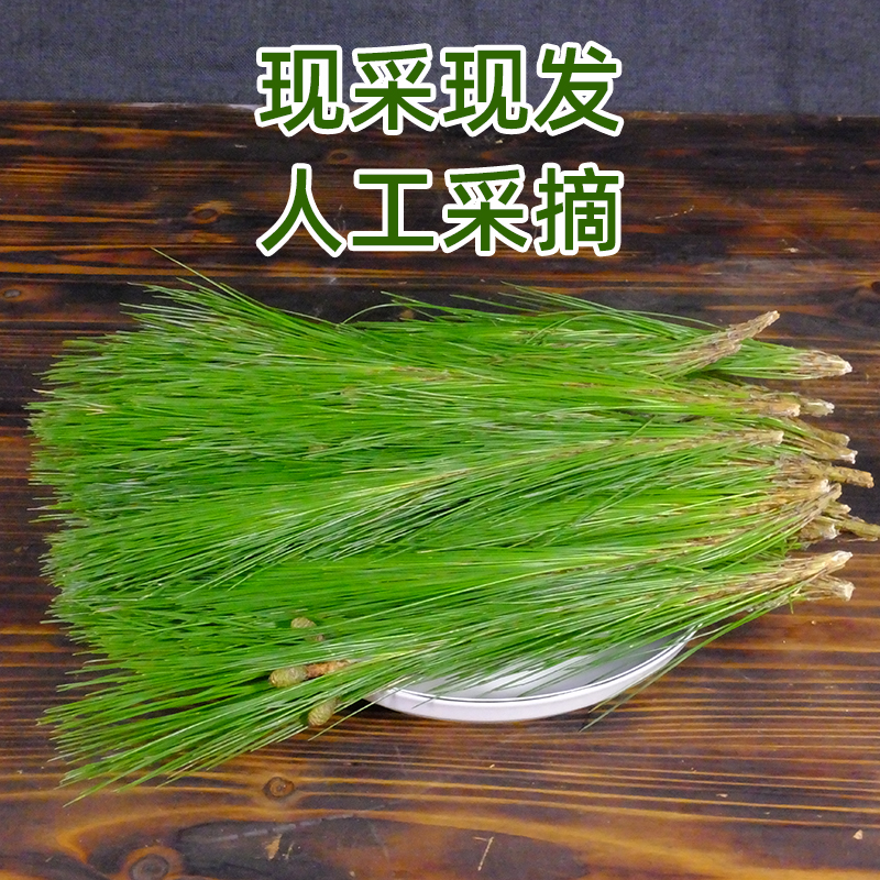 新鲜深山松枝叶野生松针新鲜马尾松针茶松叶蒸包子泡茶泡酒松针茶