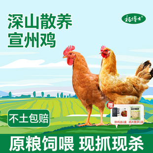 杨博士深山散养宣州鸡母鸡原粮饲喂现抓现杀新鲜整只红烧皖南土鸡