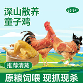 杨博士童子鸡皖南散养土鸡小公鸡新鲜现杀整只鸡生鲜鸡肉食材