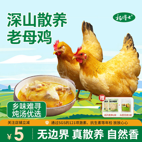 杨博士皖南散养土鸡老母鸡