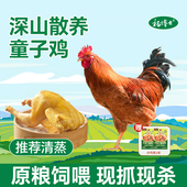 杨博士童子鸡皖南深山散养土鸡新鲜现杀小公鸡整只鸡食材生鲜