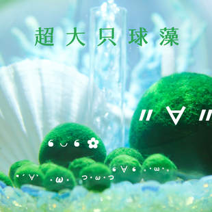 海藻球藻MARIMO特大号日本正品 5cm十岁米奇球藻君时光堂 活体水草