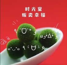 海藻球MARIMO「单只球藻」生态瓶微景观迷你绿植送旅行瓶日本正品