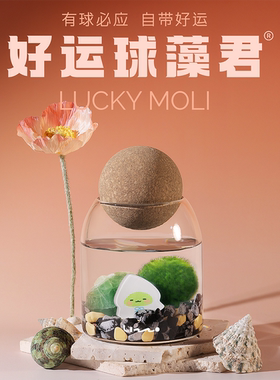 球藻君MOLI「有球必应瓶」万物时治愈生日礼物海藻球MARIMO生态瓶