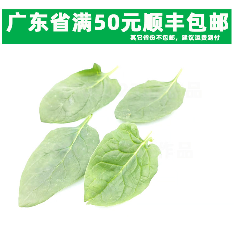 新鲜西餐菜小菠菜 菠菜仔 迷你菠菜叶 沙拉拌 babyspinach