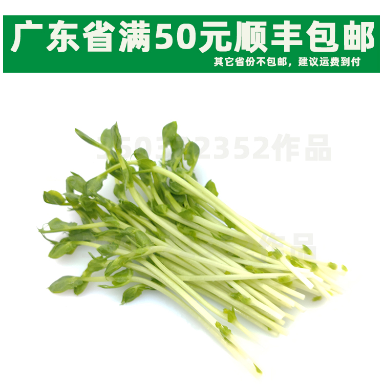 新鲜豌豆苗现摘豌豆苗每包约160g/6.8元同城配送火锅蔬菜