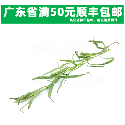 龙蒿草塔力根他拉根香艾菊