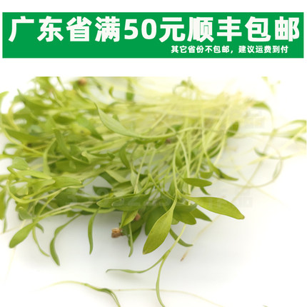 新鲜香菜苗 芽苗菜 元西苗 装饰摆盘沙 拉每盒约20克只要12元