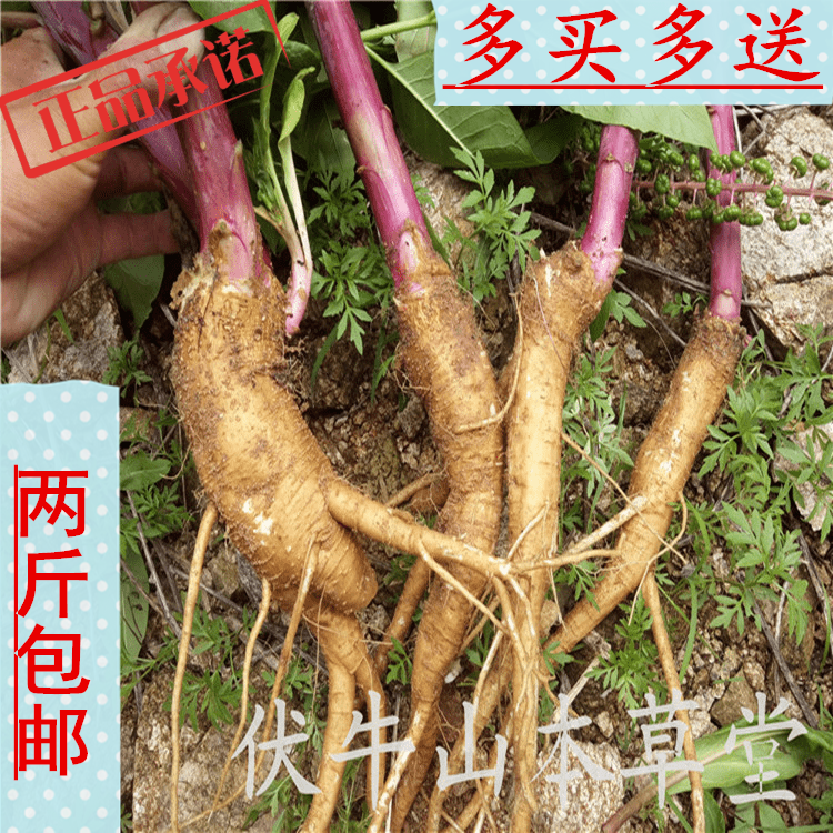 新鲜也生商陆根中药材山萝卜见肿消土人参丑大黄章柳根二件包邮