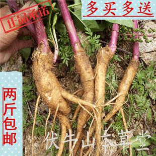 新鲜也生商陆根中药材山萝卜见肿消土人参丑大黄章柳根二件包邮