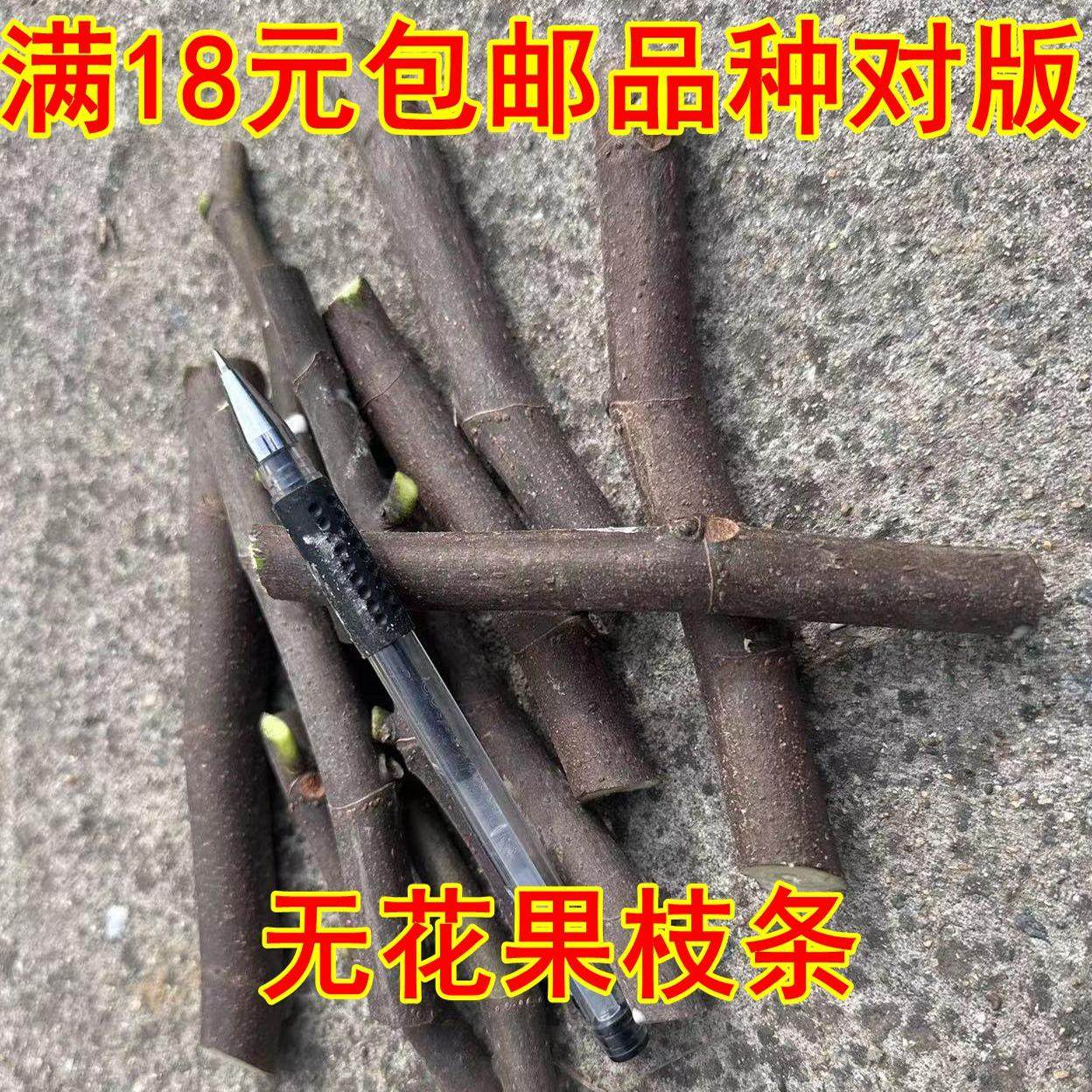 无花果果树苗无花果枝条巴斯最爱 渴望 黑马KK 不包活不包成活