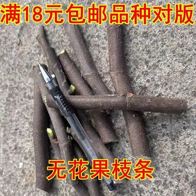 新鲜枝条青皮无花果果树