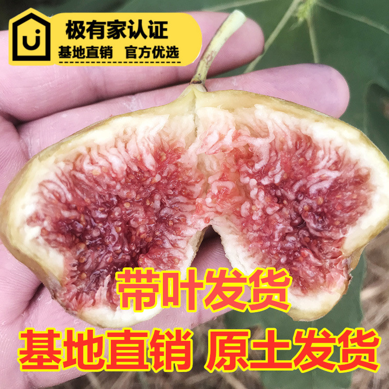 无花果树苗盆栽南北方盆栽苗