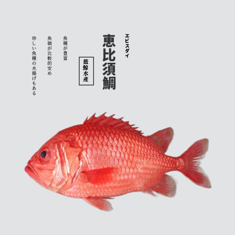 【斤】将军甲天然鲜活深海海鲜日料刺身寿司生鱼片冰鲜超低温夷鯛